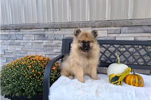 Alistair - Keeshond for sale