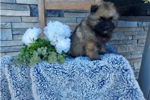 Levi - Keeshond for sale