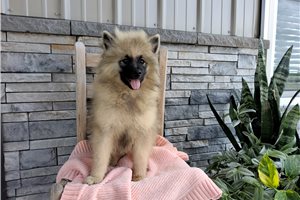 Laken - Keeshond for sale