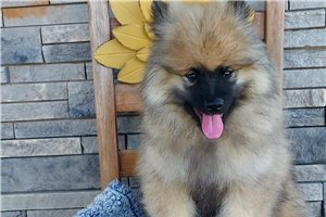 Dusty - Keeshond for sale