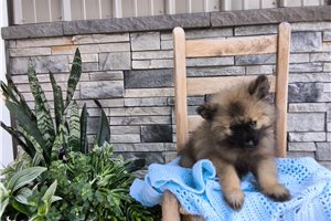 Merlin - Keeshond for sale