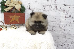 Zorro - puppy for sale