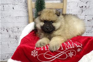 Zeke - puppy for sale