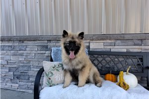 Marshall - Keeshond for sale
