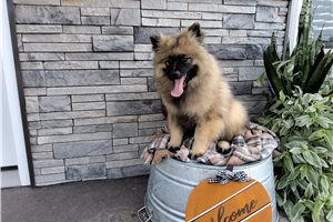 Murray - Keeshond for sale