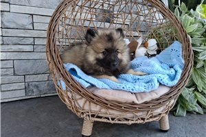 Alex - Keeshond for sale