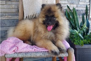Kaylee - Keeshond for sale