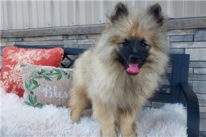 Rowan - Keeshond for sale