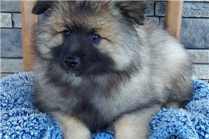 Riley - Keeshond for sale