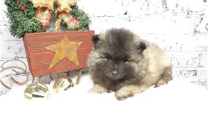 Zoey - puppy for sale