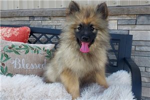Ryan - Keeshond for sale