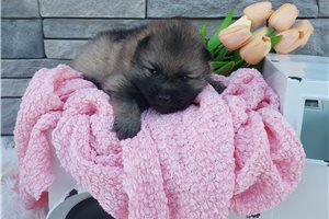 Kiara - Keeshond for sale