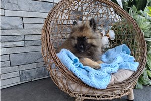 Alexander - Keeshond for sale