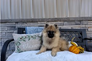 Alistair - Keeshond for sale