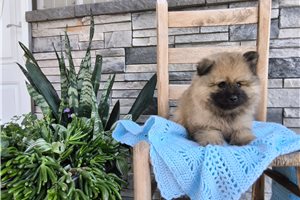 Alto - Keeshond for sale