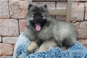 River - Keeshond for sale