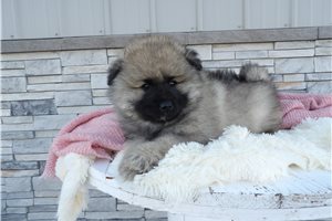 Victor - puppy for sale