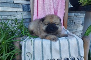 Maria - Keeshond for sale