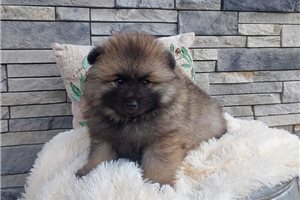 Knox - Keeshond for sale