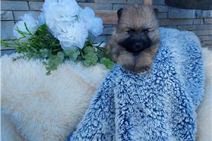 Luke - Keeshond for sale