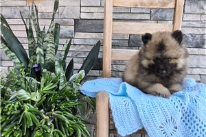 Allie - Keeshond for sale