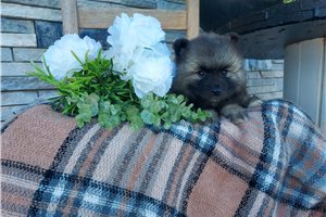 Layla - Keeshond for sale