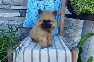 Luke - Keeshond for sale