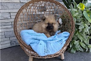 Alto - Keeshond for sale