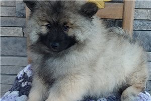 Rose - puppy for sale