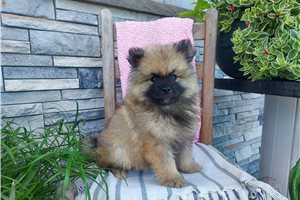 Laken - Keeshond for sale