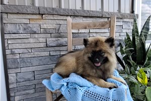 Murray - Keeshond for sale