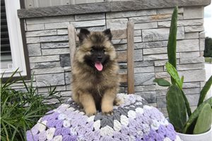 Layla - Keeshond for sale
