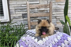 Meredith - Keeshond for sale
