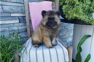 Layla - Keeshond for sale