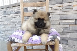 Zuri - Keeshond for sale