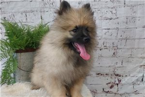 Rowan - Keeshond for sale