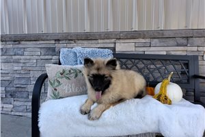 Monroe - Keeshond for sale