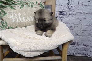 Daisy - puppy for sale