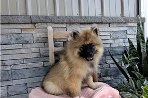 Meredith - Keeshond for sale