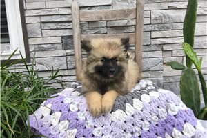 Lacie - Keeshond for sale