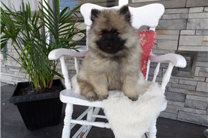 Valentino - Keeshond for sale