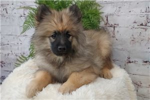 Ryan - Keeshond for sale