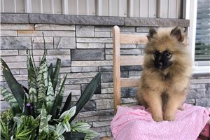Laken - Keeshond for sale