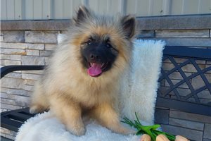 Rowan - Keeshond for sale