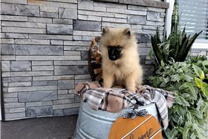 Luke - puppy for sale