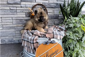 Alex - puppy for sale