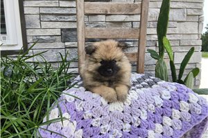 Maria - Keeshond for sale