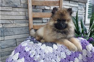 Kiara - Keeshond for sale