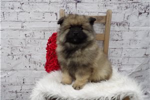 Charlie - Keeshond for sale