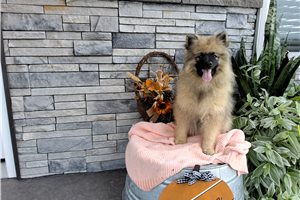 Maria - Keeshond for sale